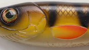 C001 Perch