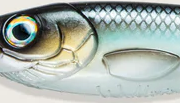 C028 Strömming