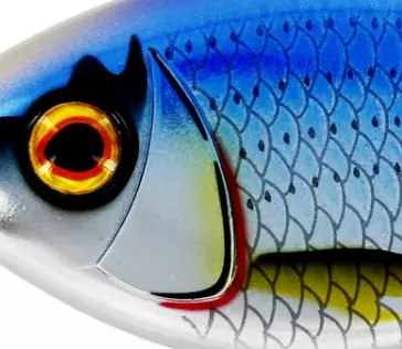 Blue Sardine