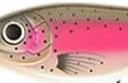 C377F-Rainbow Trout