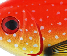 Coral Trout