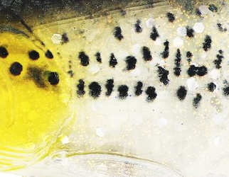 Headlight Deluxe Trout