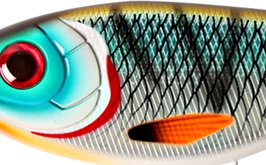 CWC037- Tiger Cichild