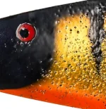 Golden Perch
