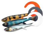Wolfcreek Curly 22 cm